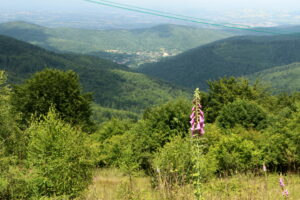 IMG_8309